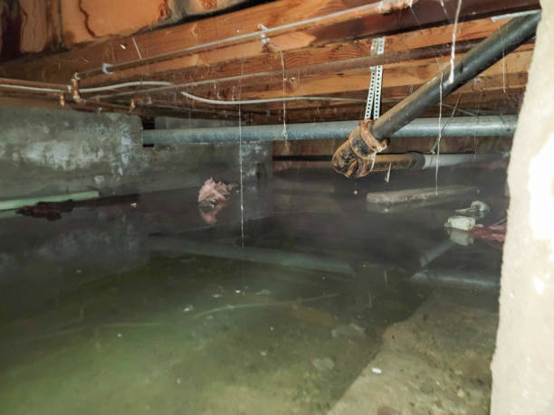 Best Water damage mitigation services  in Janesville, IA