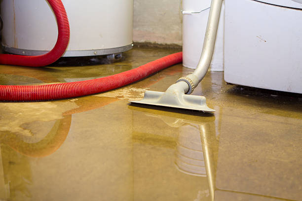 Best Mold removal after water damage  in Janesville, IA